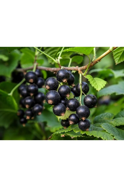 Смородина чорна Бона – сорт з великими плодами